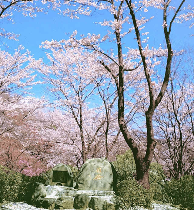 画像:年ごとに花咲く創価大学の「周桜」。碑は、会見が行われた北京の方角に向かって建てられている（東京）