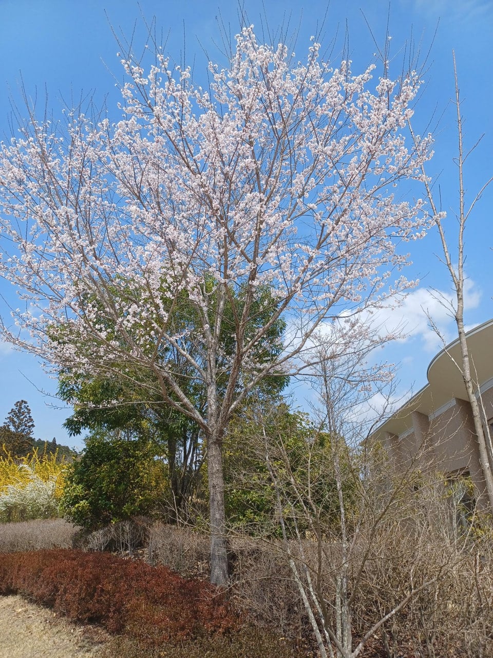 桜の開花状況】3/30(月)時点 コヒガンザクラ満開・ヤマザクラつぼみ