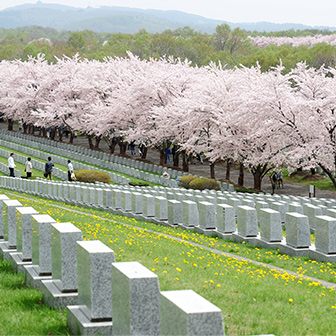 【戸田記念墓地公園】北限の桜02